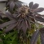 DNA Genetics Cannabis Strain Cannalope Haze Feminized Marijuana Seeds Original Collector Souvenir Authentic Packaging Packs