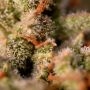 DNA Genetics Cannalope Haze Smoke Buds Weed Ganja Skunk Dope Pot Images Pics Nuggets