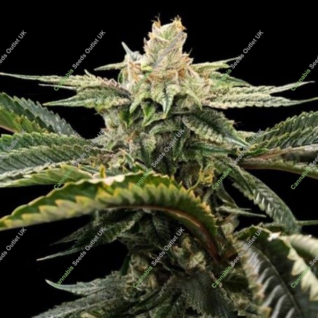 Miss DNA Feminized Marijuana Strain by DNA Genetics For Sale Online at Cannabis Seeds Outlet