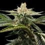 Miss DNA Feminized Marijuana Strain by DNA Genetics For Sale Online at Cannabis Seeds Outlet