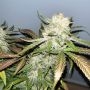 DNA Genetics Cannabis Strain Miss DNA Feminized Marijuana Seeds Original Collector Souvenir Authentic Packaging Packs