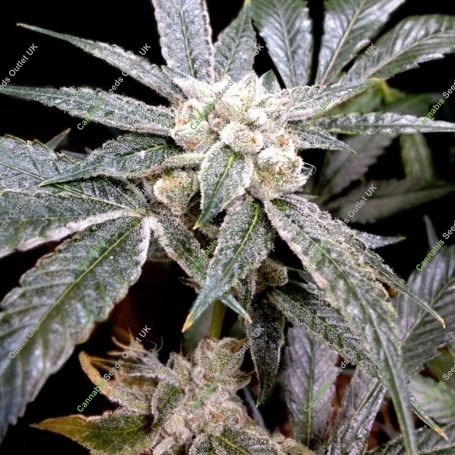El Fuego Feminized Marijuana Strain by DNA Genetics For Sale Online at Cannabis Seeds Outlet