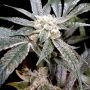 El Fuego Feminized Marijuana Strain by DNA Genetics For Sale Online at Cannabis Seeds Outlet