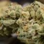 El Fuego Feminized by DNA Genetics THC Content Potency Strength CBD Height Yield Flowering Time Indica Sativa Genetics