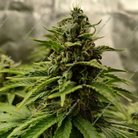 24K Gold Feminized Marijuana Strain by DNA Genetics For Sale Online at Cannabis Seeds Outlet