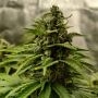 24K Gold Feminized Marijuana Strain by DNA Genetics For Sale Online at Cannabis Seeds Outlet