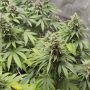 DNA Genetics Cannabis Strain 24K Gold Feminized Marijuana Seeds Original Collector Souvenir Authentic Packaging Packs