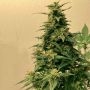 DNA Genetics 24K Gold Smoke Buds Weed Ganja Skunk Dope Pot Images Pics Nuggets