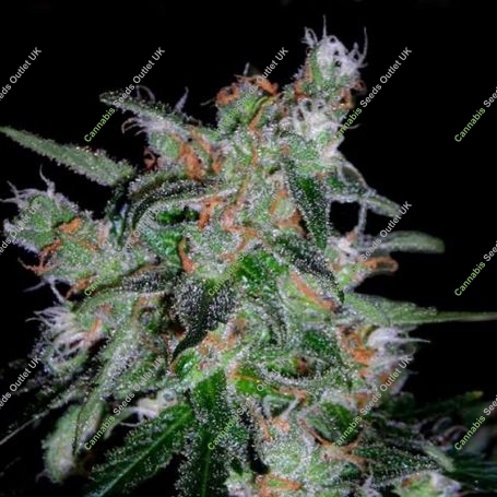 60 Day Lemon Feminized Marijuana Strain by DNA Genetics For Sale Online at Cannabis Seeds Outlet