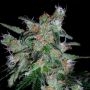 60 Day Lemon Feminized Marijuana Strain by DNA Genetics For Sale Online at Cannabis Seeds Outlet