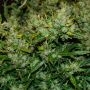 DNA Genetics Cannabis Strain 60 Day Lemon Feminized Marijuana Seeds Original Collector Souvenir Authentic Packaging Packs