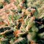 60 Day Lemon Feminized by DNA Genetics THC Content Potency Strength CBD Height Yield Flowering Time Indica Sativa Genetics
