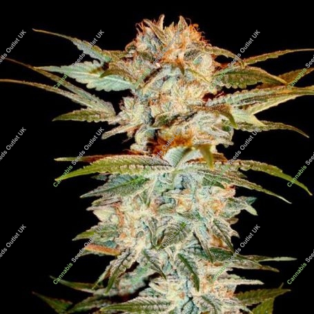 Stacked OG Kush Feminized Marijuana Strain by DNA Genetics For Sale Online at Cannabis Seeds Outlet