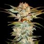 Stacked OG Kush Feminized Marijuana Strain by DNA Genetics For Sale Online at Cannabis Seeds Outlet