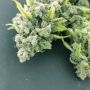 DNA Genetics Lemon OG Kush Smoke Buds Weed Ganja Skunk Dope Pot Images Pics Nuggets