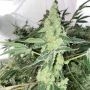 Lemon OG Kush Feminized by DNA Genetics THC Content Potency Strength CBD Height Yield Flowering Time Indica Sativa Genetics
