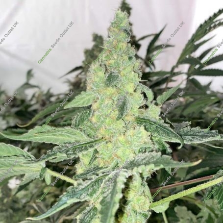 Lemon OG Kush Feminized Marijuana Strain by DNA Genetics For Sale Online at Cannabis Seeds Outlet