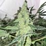 Lemon OG Kush Feminized Marijuana Strain by DNA Genetics For Sale Online at Cannabis Seeds Outlet