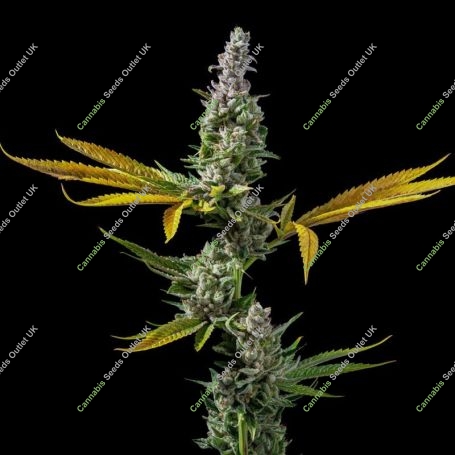 Strawberry Banana Auto Feminized Marijuana Strain by DNA Genetics For Sale Online at Cannabis Seeds Outlet