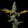 Strawberry Banana Auto Feminized Marijuana Strain by DNA Genetics For Sale Online at Cannabis Seeds Outlet