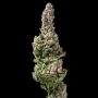DNA Genetics Strawberry Banana Auto Smoke Buds Weed Ganja Skunk Dope Pot Images Pics Nuggets