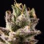 Strawberry Banana Auto Feminized by DNA Genetics THC Content Potency Strength CBD Height Yield Flowering Time Indica Sativa Gene