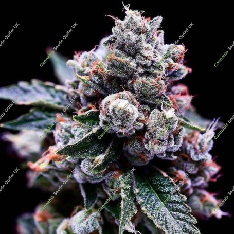 Purple Kosher Feminized Marijuana Strain by DNA Genetics For Sale Online at Cannabis Seeds Outlet