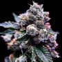 Purple Kosher Feminized Marijuana Strain by DNA Genetics For Sale Online at Cannabis Seeds Outlet