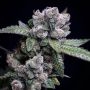 DNA Genetics Purple Kosher Smoke Buds Weed Ganja Skunk Dope Pot Images Pics Nuggets