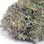 Purple Kosher Feminized by DNA Genetics THC Content Potency Strength CBD Height Yield Flowering Time Indica Sativa Genetics