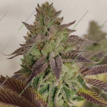 Puro Loco x Melon Feminized Marijuana Strain by Karma Genetics For Sale Online at Cannabis Seeds Outlet