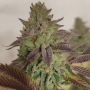 Puro Loco x Melon Feminized Marijuana Strain by Karma Genetics For Sale Online at Cannabis Seeds Outlet