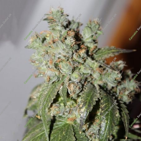 Cataract Kush Feminized Marijuana Strain by DNA Genetics For Sale Online at Cannabis Seeds Outlet