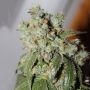 Cataract Kush Feminized Marijuana Strain by DNA Genetics For Sale Online at Cannabis Seeds Outlet