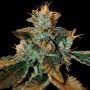 DNA Genetics Cataract Kush Smoke Buds Weed Ganja Skunk Dope Pot Images Pics Nuggets