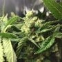 Lemon Skunk Feminized Marijuana Strain by DNA Genetics For Sale Online at Cannabis Seeds Outlet