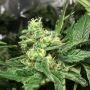DNA Genetics Cannabis Strain Lemon Skunk Feminized Marijuana Seeds Original Collector Souvenir Authentic Packaging Packs