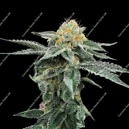 Kosher Cookies Feminized Marijuana Strain by DNA Genetics For Sale Online at Cannabis Seeds Outlet