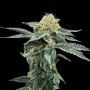 Kosher Cookies Feminized Marijuana Strain by DNA Genetics For Sale Online at Cannabis Seeds Outlet