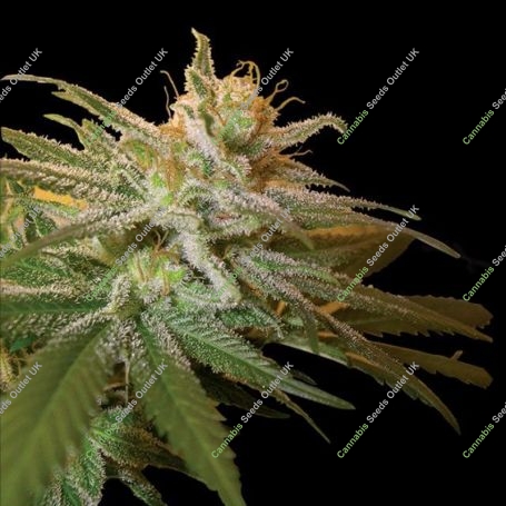 Kushberry Feminized Marijuana Strain by DNA Genetics For Sale Online at Cannabis Seeds Outlet