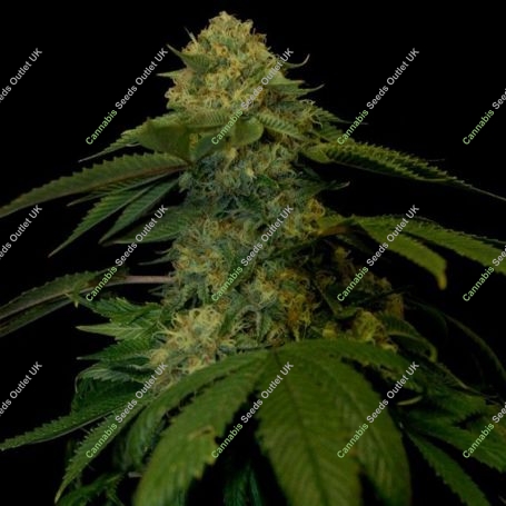 Holy Grail Kush Feminized Marijuana Strain by DNA Genetics For Sale Online at Cannabis Seeds Outlet