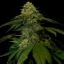Holy Grail Kush Feminized Marijuana Strain by DNA Genetics For Sale Online at Cannabis Seeds Outlet