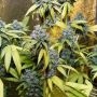 Holy Grail Kush Feminized by DNA Genetics THC Content Potency Strength CBD Height Yield Flowering Time Indica Sativa Genetics