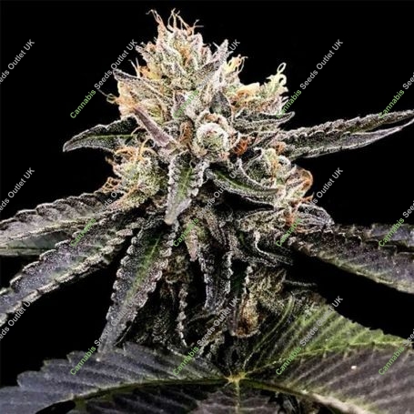Cataract Cake Feminized Marijuana Strain by DNA Genetics For Sale Online at Cannabis Seeds Outlet
