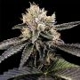 Cataract Cake Feminized Marijuana Strain by DNA Genetics For Sale Online at Cannabis Seeds Outlet