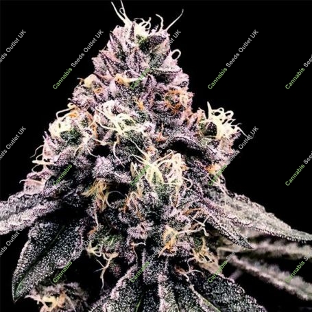 Kosher Pie Feminized Marijuana Strain by DNA Genetics For Sale Online at Cannabis Seeds Outlet