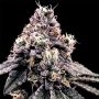 Kosher Pie Feminized Marijuana Strain by DNA Genetics For Sale Online at Cannabis Seeds Outlet