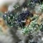 Kosher Pie Feminized by DNA Genetics THC Content Potency Strength CBD Height Yield Flowering Time Indica Sativa Genetics