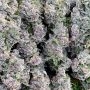 DNA Genetics Kosher Pie Smoke Buds Weed Ganja Skunk Dope Pot Images Pics Nuggets