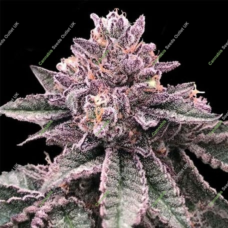 DNA Cake Feminized Marijuana Strain by DNA Genetics For Sale Online at Cannabis Seeds Outlet